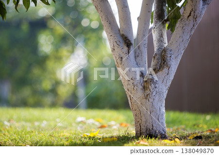 Whitewashed bark of tree growing in sunny orchard garden on blurred green copy space background. Whitewashed bark of tree growing in sunny orchard garden on blurred green copy space background. 138049870