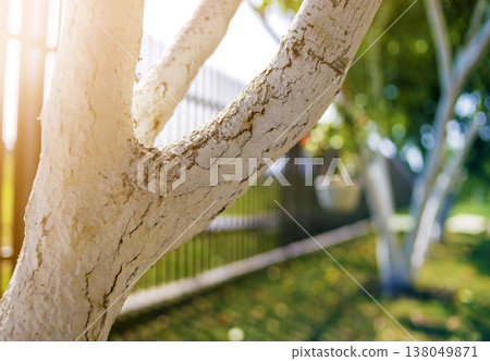 Whitewashed bark of fruit trees growing in sunny orchard garden on blurred green copy space background. Gardening and agriculture, protective procedure concept. Whitewashed bark of fruit trees growing in sunny orchard garden on blurred green copy space background. Gardening and agriculture, protective procedure concept. 138049871