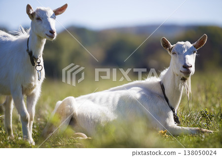 Two white bearded goats grazing in green meadow grass on bright sunny summer day. Two white bearded goats grazing in green meadow grass on bright sunny summer day. 138050024