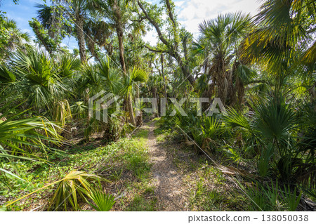 Tropical rainforest walking trail. Exploration of Florida jungles with green palm trees and wild vegetation in southern USA Tropical rainforest walking trail. Exploration of Florida jungles with green palm trees and wild vegetation in southern USA 138050038