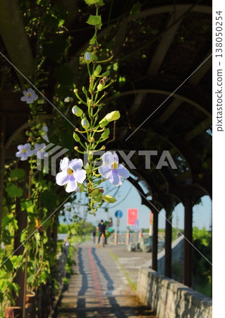 Flowers 138050254