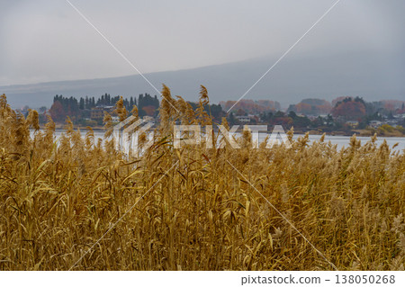 autumn time near Tokyo in japan 138050268