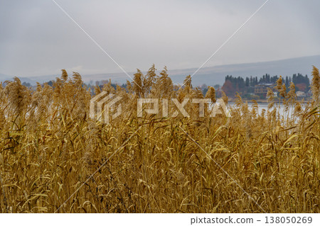 autumn time near Tokyo in japan autumn time near Tokyo in japan 138050269