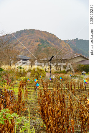 autumn time near Tokyo in japan autumn time near Tokyo in japan 138050283