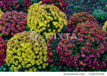 autumn time near Tokyo in japan autumn time near Tokyo in japan 138050290