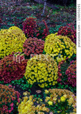 autumn time near Tokyo in japan autumn time near Tokyo in japan 138050291