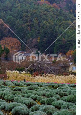 autumn time near Tokyo in japan autumn time near Tokyo in japan 138050294