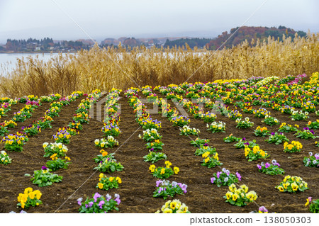 autumn time near Tokyo in japan 138050303