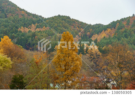 autumn time near Tokyo in japan 138050305