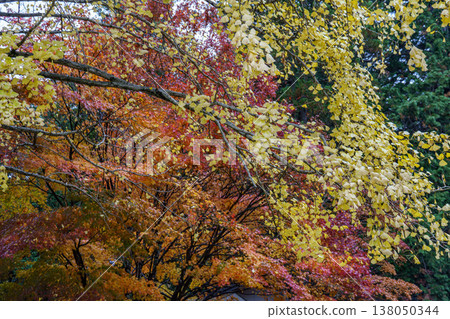 autumn time near Tokyo in japan 138050344