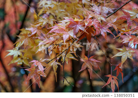 autumn time near Tokyo in japan autumn time near Tokyo in japan 138050351