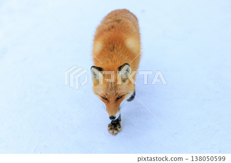 Kita fox Kita fox 138050599
