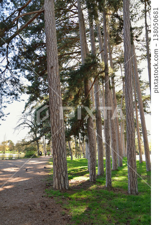 The Bois de Boulogne, a pine forest along the shores of Lake Inferieur, Paris, March 17, 2026. The Bois de Boulogne, a pine forest along the shores of Lake Inferieur, Paris, March 17, 2026. 138050681