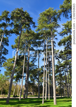 The Bois de Boulogne, a pine forest along the shores of Lake Inferieur, Paris, March 17, 2026. The Bois de Boulogne, a pine forest along the shores of Lake Inferieur, Paris, March 17, 2026. 138050683