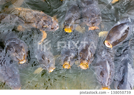 一群鯉魚圍著食物遊來游去，張開大嘴。 138050739