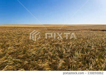 Wheat plants grow tall and golden under the bright sun in a rural area during midday with clear skies all around 138050862