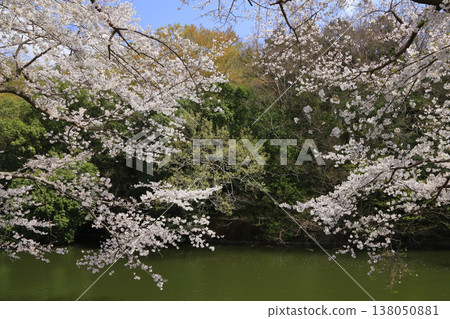 福岡水壩的櫻花 福岡水壩的櫻花 138050881