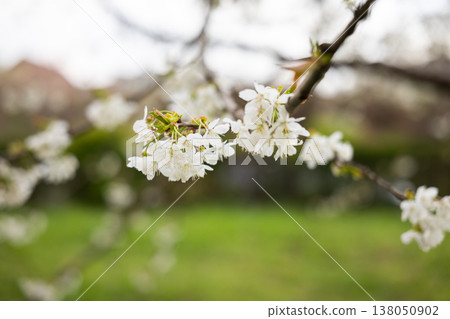 Prunus avium flowering branch with white blossoms against blurred green background. Pollination stage, fruit tree growth, seasonal bloom and agricultural horticulture context 138050902