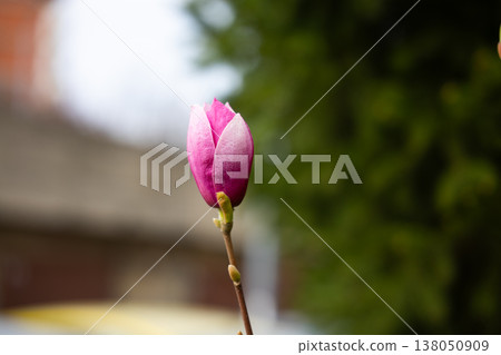 Magnolia x soulangeana pink bud isolated on branch with soft urban background with copy space. Early flowering stage, seasonal growth, botanical detail and ornamental garden development Magnolia x soulangeana pink bud isolated on branch with soft urban background with copy space. Early flowering stage, seasonal growth, botanical detail and ornamental garden development 138050909