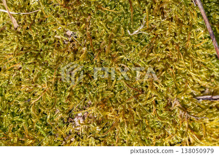 Top view of green sphagnum moss texture with small shoots, abstract natural background, organic pattern symbolizing growth, freshness and ecological sustainability concept Top view of green sphagnum moss texture with small shoots, abstract natural background, organic pattern symbolizing growth, freshness and ecological sustainability concept 138050979