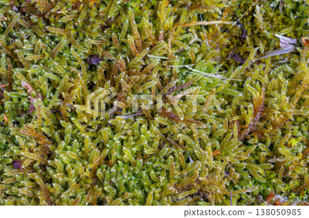 Top view of green sphagnum moss texture with small shoots, abstract natural background, organic pattern symbolizing growth, freshness and ecological sustainability concept Top view of green sphagnum moss texture with small shoots, abstract natural background, organic pattern symbolizing growth, freshness and ecological sustainability concept 138050985