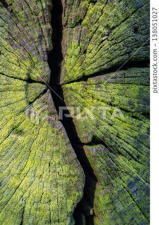 Abstract tree stump with deep crack covered by green moss, natural texture showing contrast, growth and decay, ecological concept of resilience, renewal and life cycle 138051027