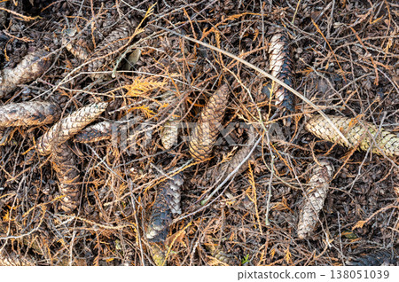 Top view of pine cones lying on forest ground with natural texture of needles and soil, woodland background, symbol of nature, sustainability and calm outdoor environment Top view of pine cones lying on forest ground with natural texture of needles and soil, woodland background, symbol of nature, sustainability and calm outdoor environment 138051039