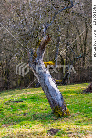 Old tree standing in a rural garden with wooden fence in background, symbol of tradition, sustainable living and connection to nature, peaceful countryside atmosphere Old tree standing in a rural garden with wooden fence in background, symbol of tradition, sustainable living and connection to nature, peaceful countryside atmosphere 138051065