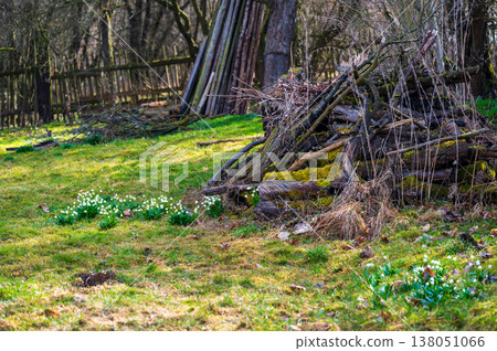 Old garden with blooming spring snowflakes on grass, stack of aged wood covered with moss and trees in background, symbol of renewal, sustainability and natural life cycle Old garden with blooming spring snowflakes on grass, stack of aged wood covered with moss and trees in background, symbol of renewal, sustainability and natural life cycle 138051066