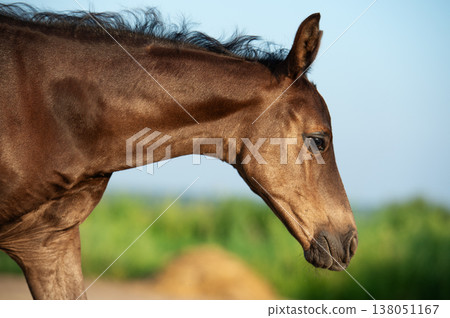 portrait of little  foal  walking freely at sunny evening.   close up 138051167