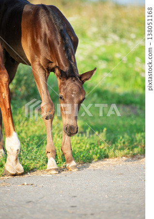 portrait of little  foal  at sunny evening.   close up 138051168