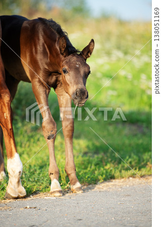 portrait of little  cute foal  at sunny evening.   close up 138051169