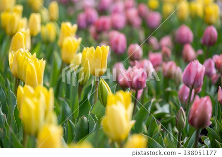 Spring scenery at Ashikaga Flower Park Spring scenery at Ashikaga Flower Park 138051177