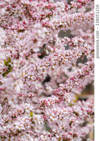 足利花卉公園的春日景色 足利花卉公園的春日景色 138051216