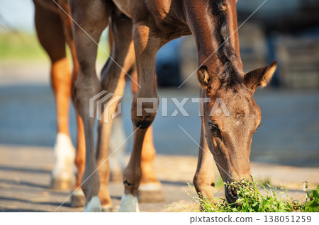 portrait of  beautiful black-chocolate  little foal.  sunny summer  evening 138051259