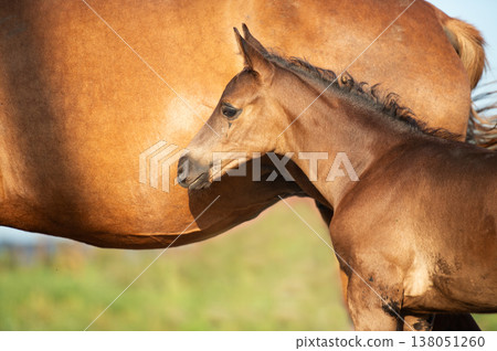 portrait of black-chocolate little foal with his mom. sunny summer evening portrait of black-chocolate little foal with his mom. sunny summer evening 138051260