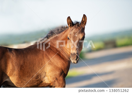 portrait of beautiful black-chocolate little foal. sunny summer evening portrait of beautiful black-chocolate little foal. sunny summer evening 138051262