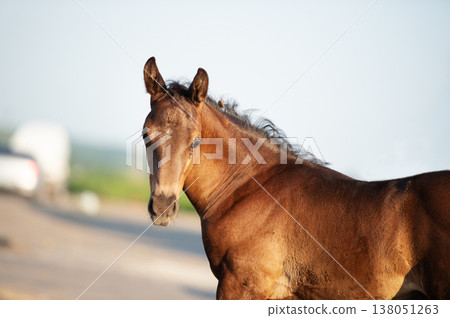 portrait of beautiful black-chocolate little foal. sunny summer evening portrait of beautiful black-chocolate little foal. sunny summer evening 138051263