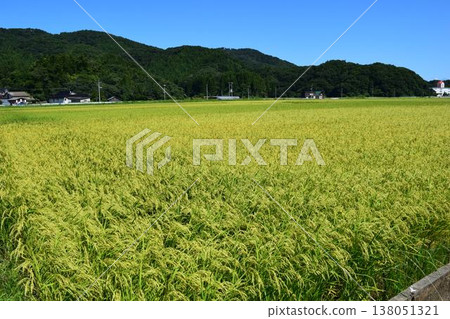 開始成熟的稻穗山形莊內米 開始成熟的稻穗山形莊內米 138051321