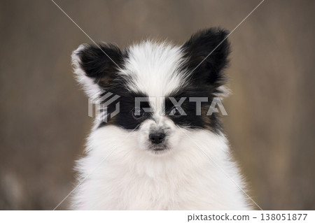 Close up portrait of a Papillon puppy face Close up portrait of a Papillon puppy face 138051877