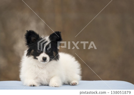 Fluffy Papillon puppy lying down and looking at camera Fluffy Papillon puppy lying down and looking at camera 138051879