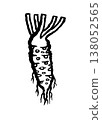 Hand Drawn Wasabi Root. Ink black hand drawn line illustration on white background. 138052565