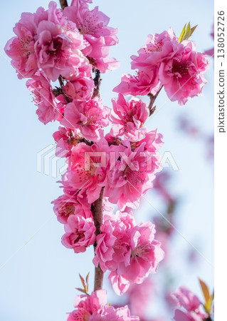 古川久保公園桃花節 138052726