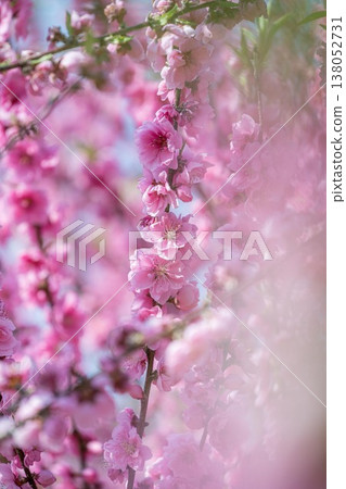 古川久保公園桃花節 古川久保公園桃花節 138052731