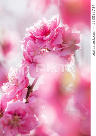 古川久保公園桃花節 古川久保公園桃花節 138052734