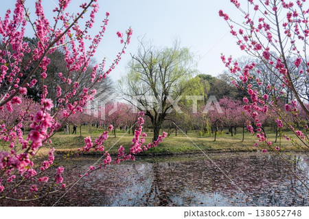 古川久保公園桃花節 138052748