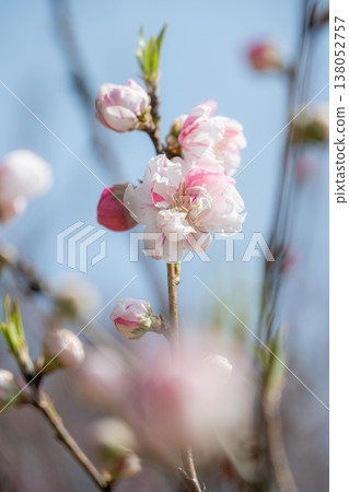 Furukawa Kubō Park Peach Blossom Festival Furukawa Kubō Park Peach Blossom Festival 138052757