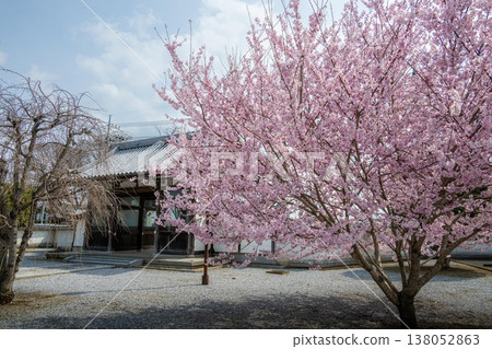 Early-blooming cherry blossoms in full bloom at an unnamed shrine Early-blooming cherry blossoms in full bloom at an unnamed shrine 138052863