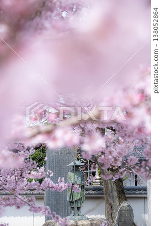 Early-blooming cherry blossoms in full bloom at an unnamed shrine Early-blooming cherry blossoms in full bloom at an unnamed shrine 138052864