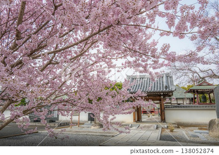 Early-blooming cherry blossoms in full bloom at an unnamed shrine Early-blooming cherry blossoms in full bloom at an unnamed shrine 138052874